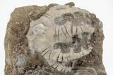 Fossil Crinoids (Barycrinus, Macrocrinus) - Crawfordsville, Indiana #157242-2